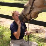 Horseback Riding Lessons & Stables in Brunswick, GA