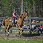 American Saddlebred Horse at Horseback Riding Camp